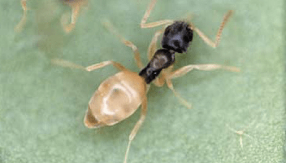 Ghost Ant Image