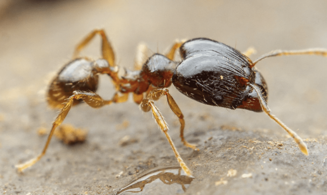 Big-Headed Ant