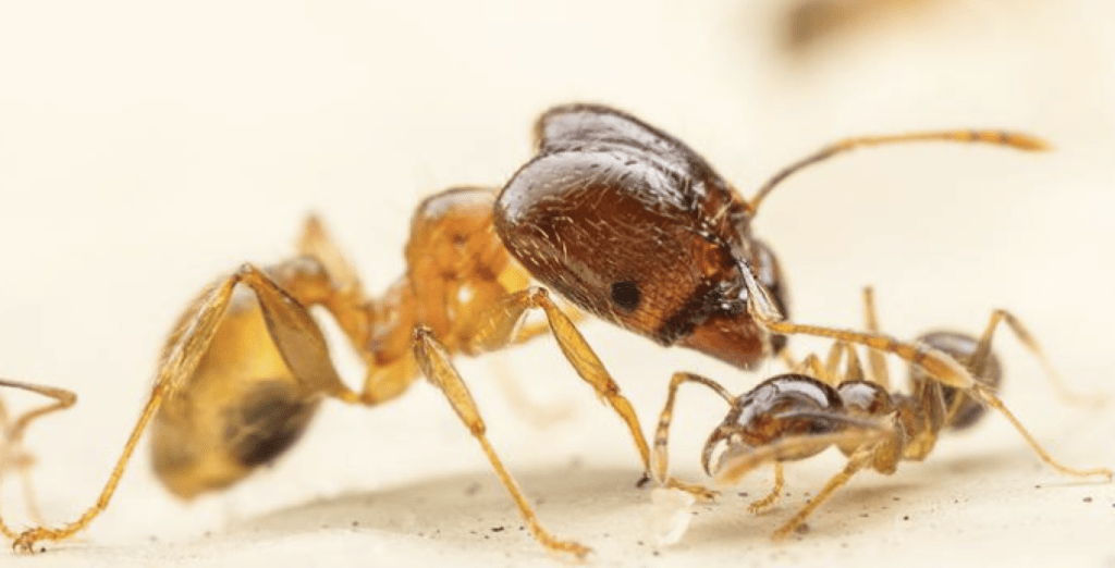 big headed ant pest control near me