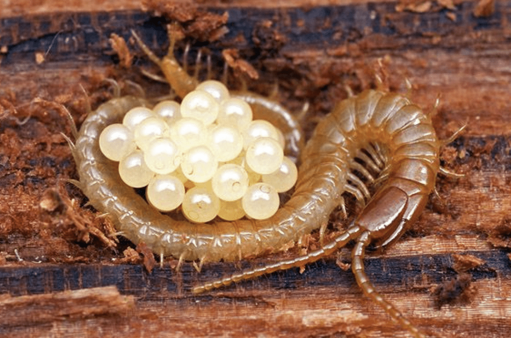 centipede eggs