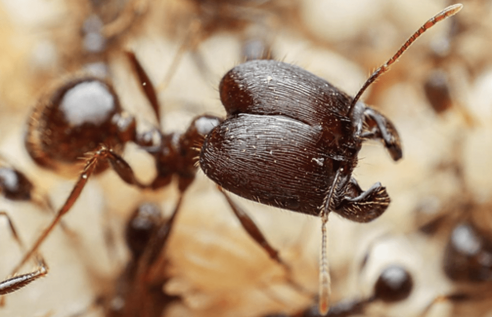 get rid of big headed ants