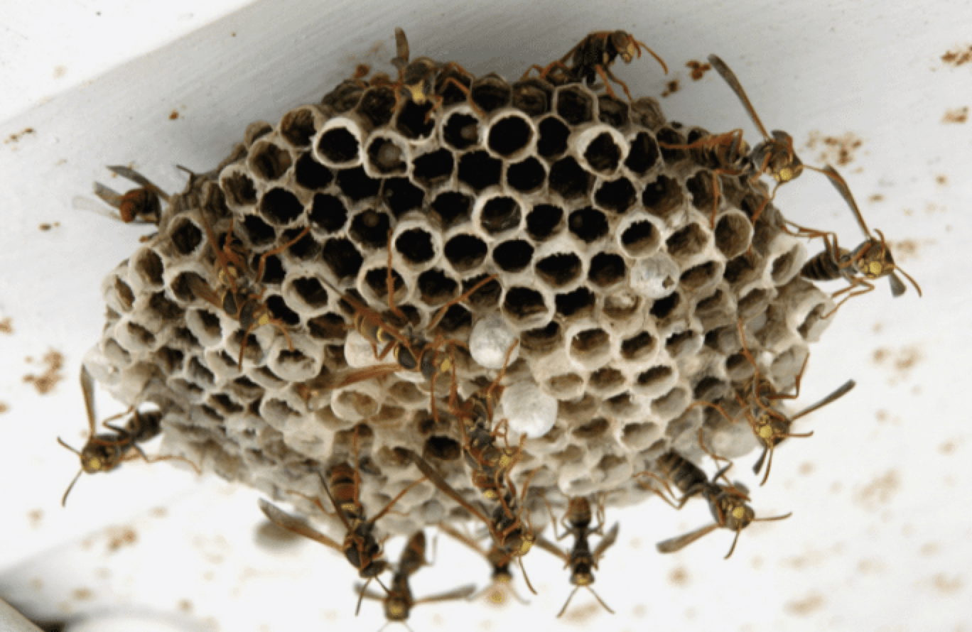 Paper Wasps