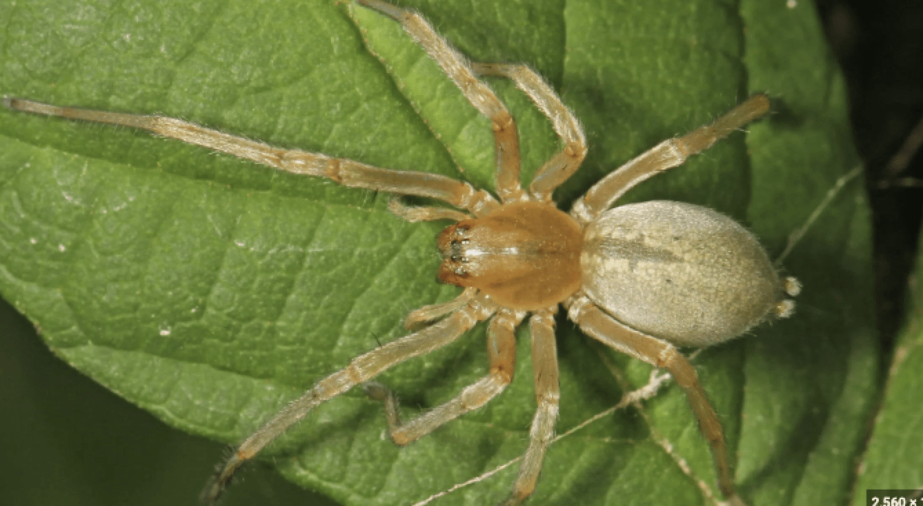 Sac Spider