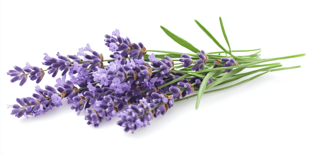 lavender oil mosquito repellent