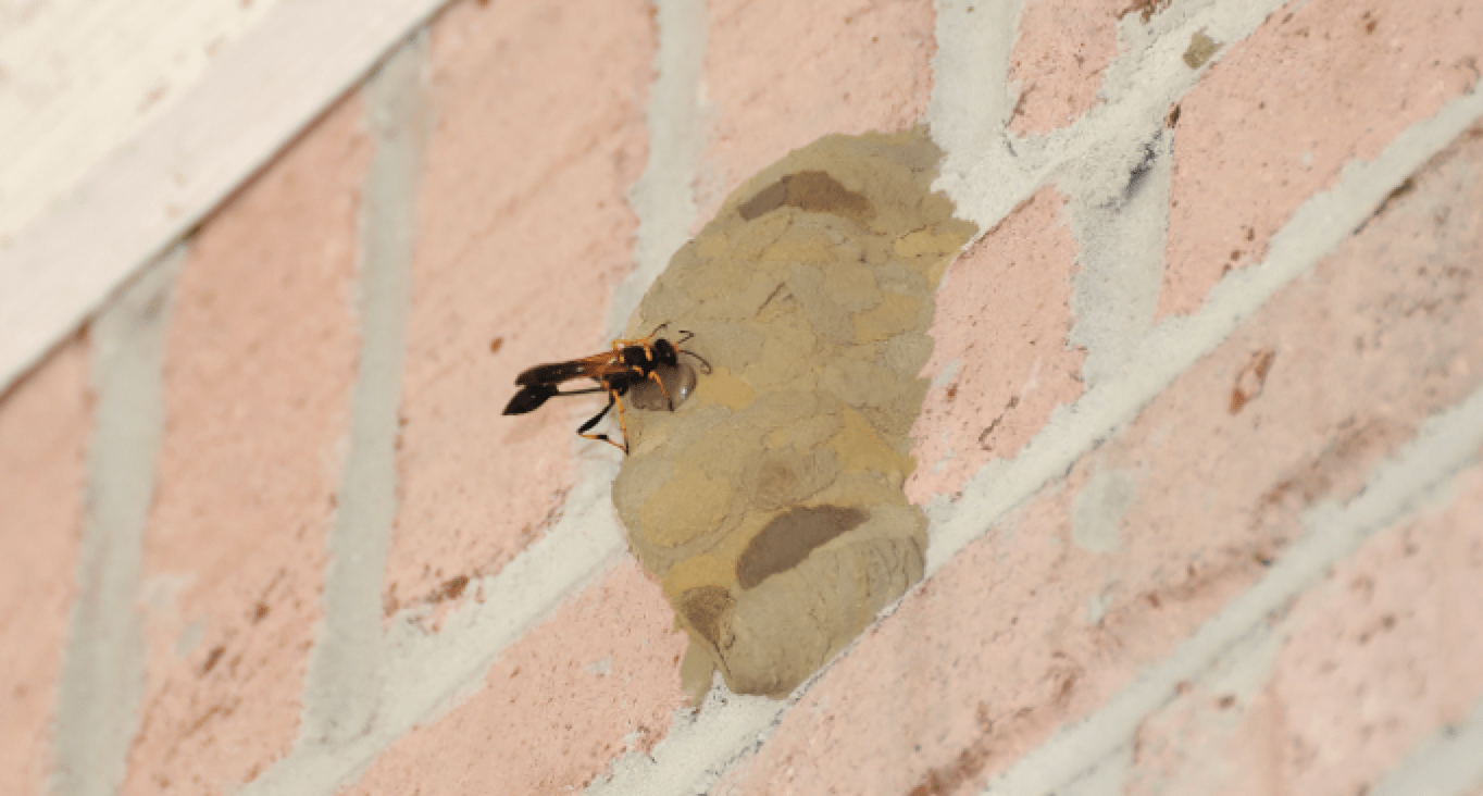 Mud Dauber Nest