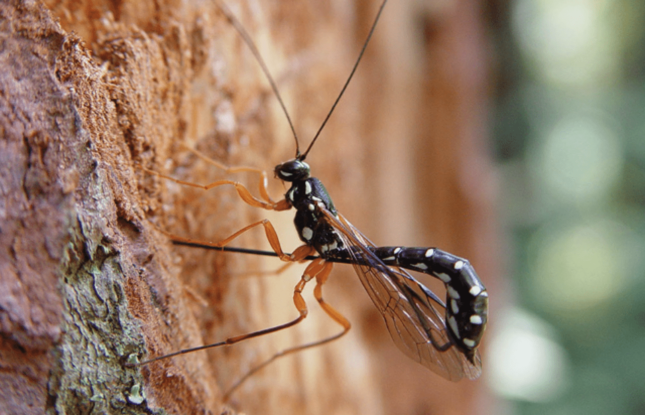 parasitic wasps fire ant killer