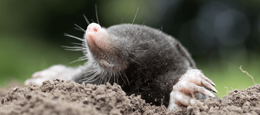 get rid of coastal moles