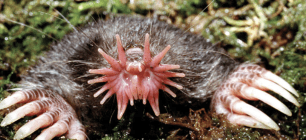 get rid of star nosed mole